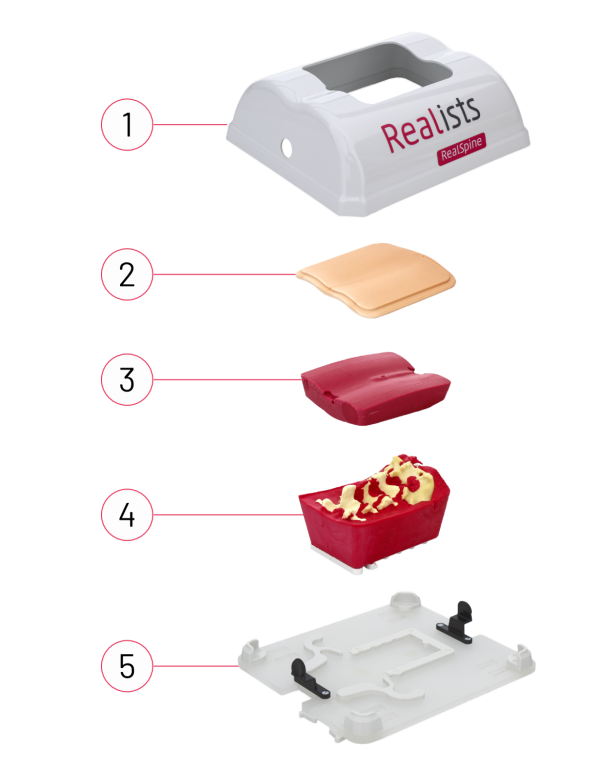 Realists Realspine 12 RealSpine Spondy (Rayos-X) - Starter Kit - REIG Perú | Simulación ...